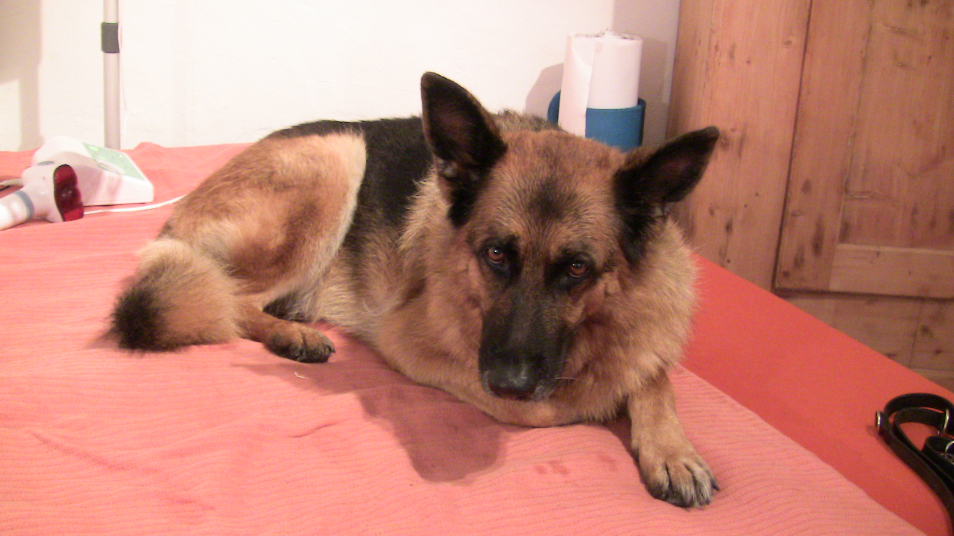 Kuki - starke HD-Probleme.JPG (1920 x 1080)